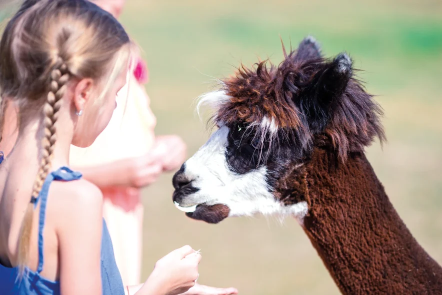 Séjour scolaire avec les animaux à la Margeride